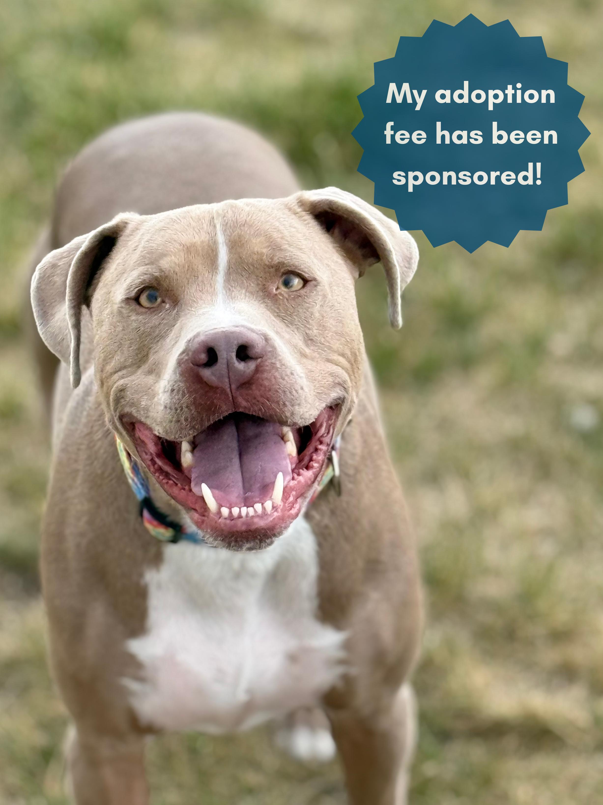 Walt, an adoptable Pit Bull Terrier, Mixed Breed in Eagle, CO, 81631 | Photo Image 1