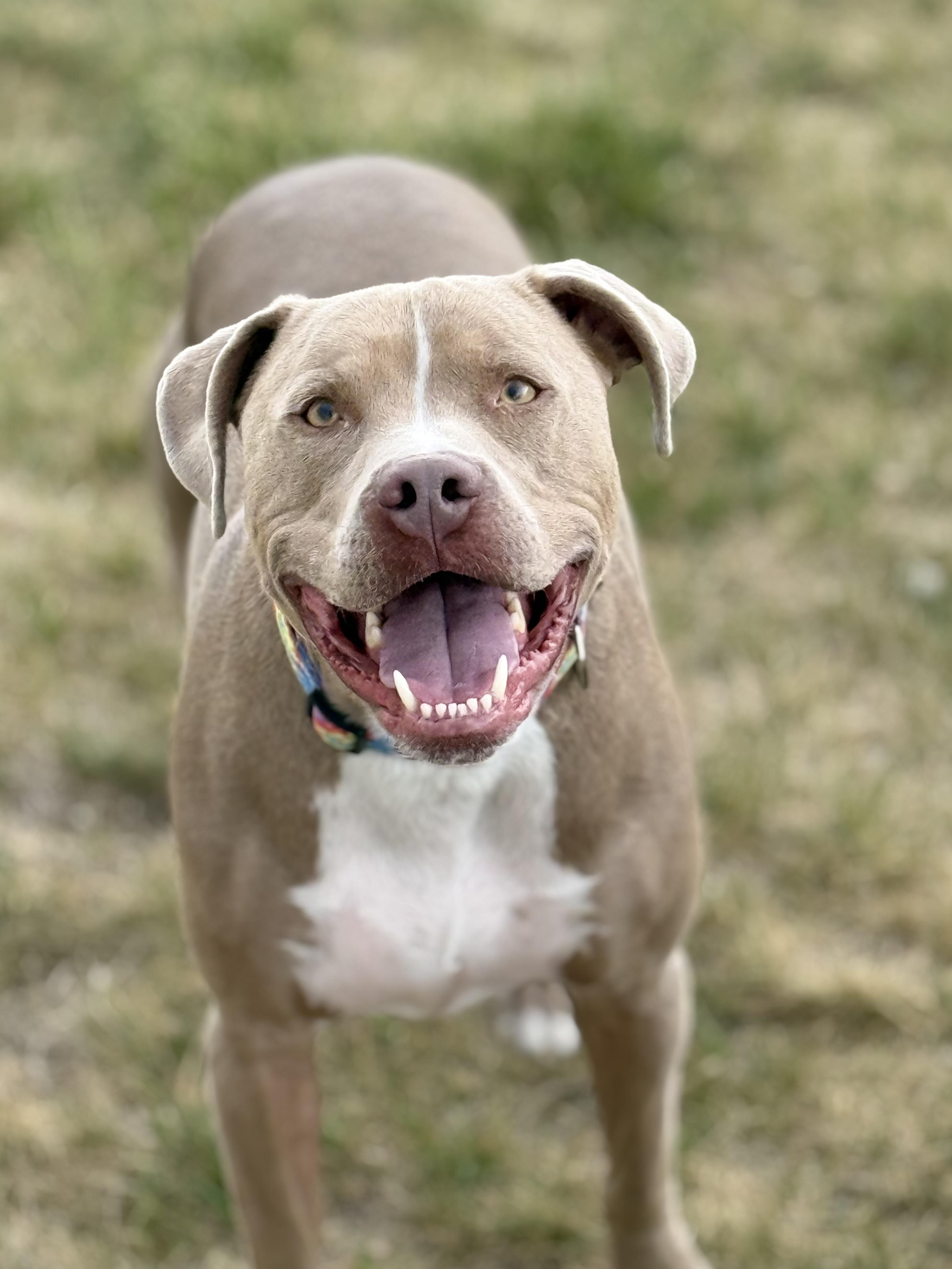 Walt, Adult Male Pit Bull Terrier