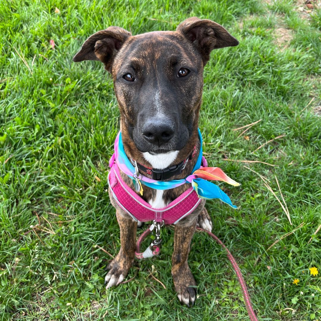 Enlarge Midnight, a Adoptable mixed breed in Albuquerque, NM image 3/14