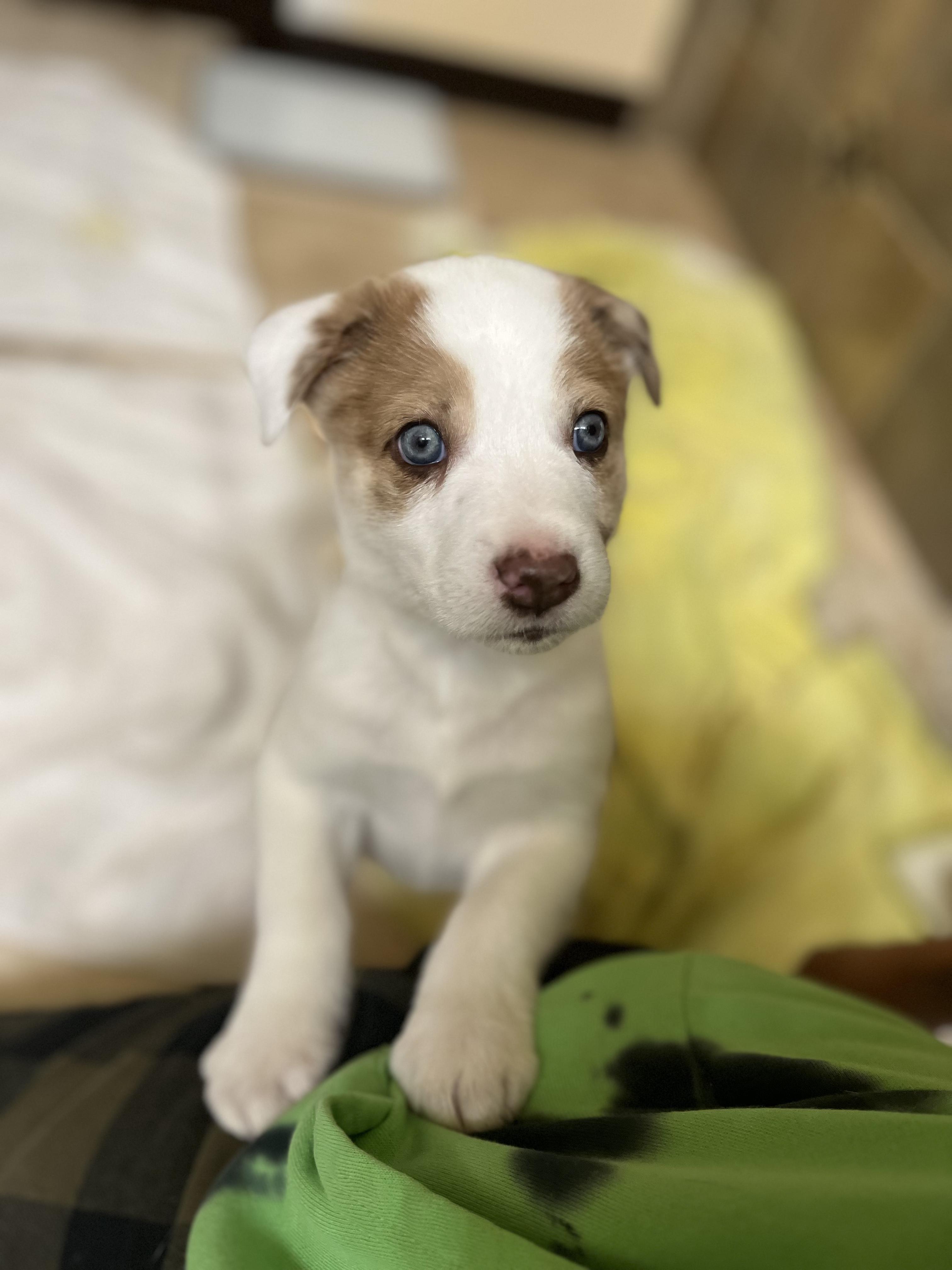 Sulley, a Adopted Australian Shepherd in El Paso, TX image 1/6