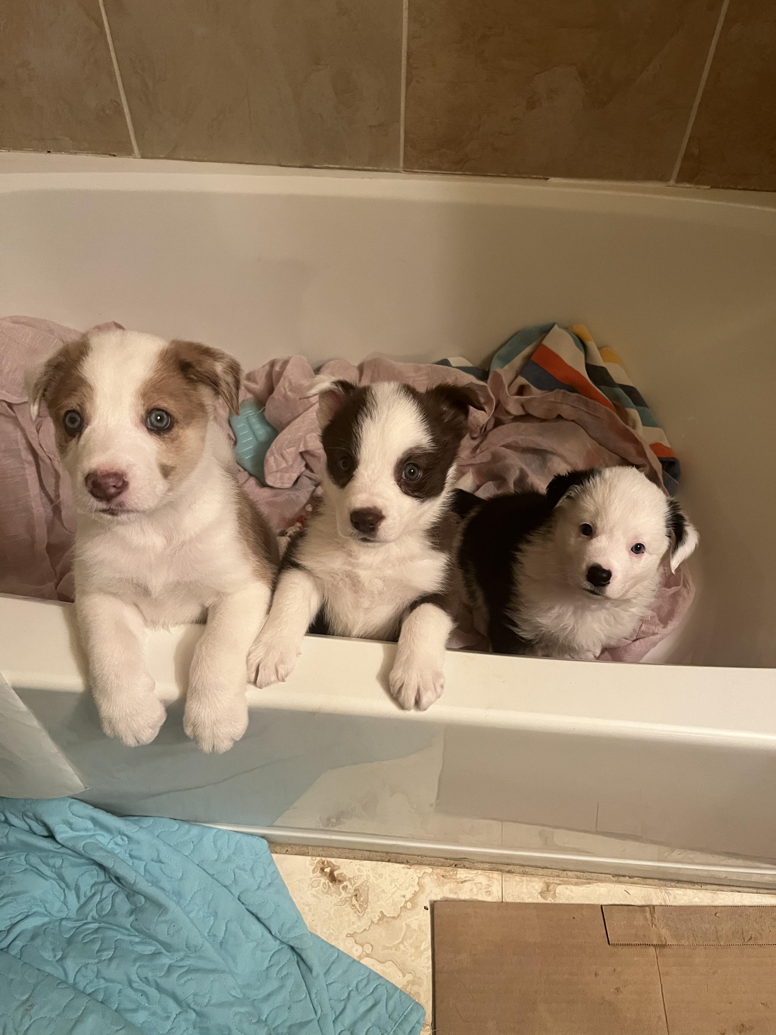 Sulley, a Adopted Australian Shepherd in El Paso, TX image 3/6