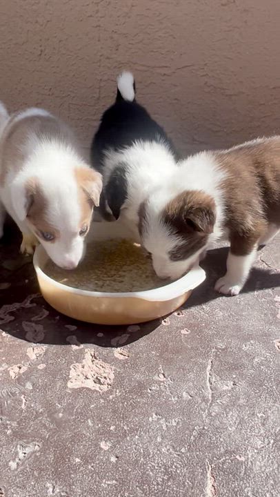 Enlarge Sulley, a Adopted Australian Shepherd in El Paso, TX video 5/6