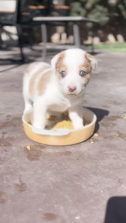 Enlarge Sulley, a Adopted Australian Shepherd in El Paso, TX video 2/6