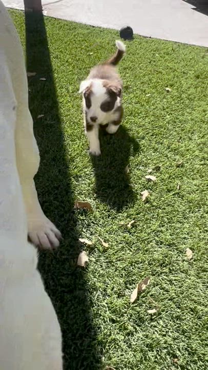 Enlarge Sulley, a Adopted Australian Shepherd in El Paso, TX video 6/6