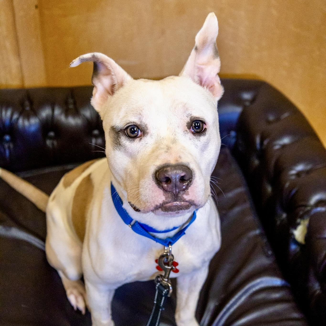 Grogu, ADOPTABLE, Young Male Staffordshire Bull Terrier.