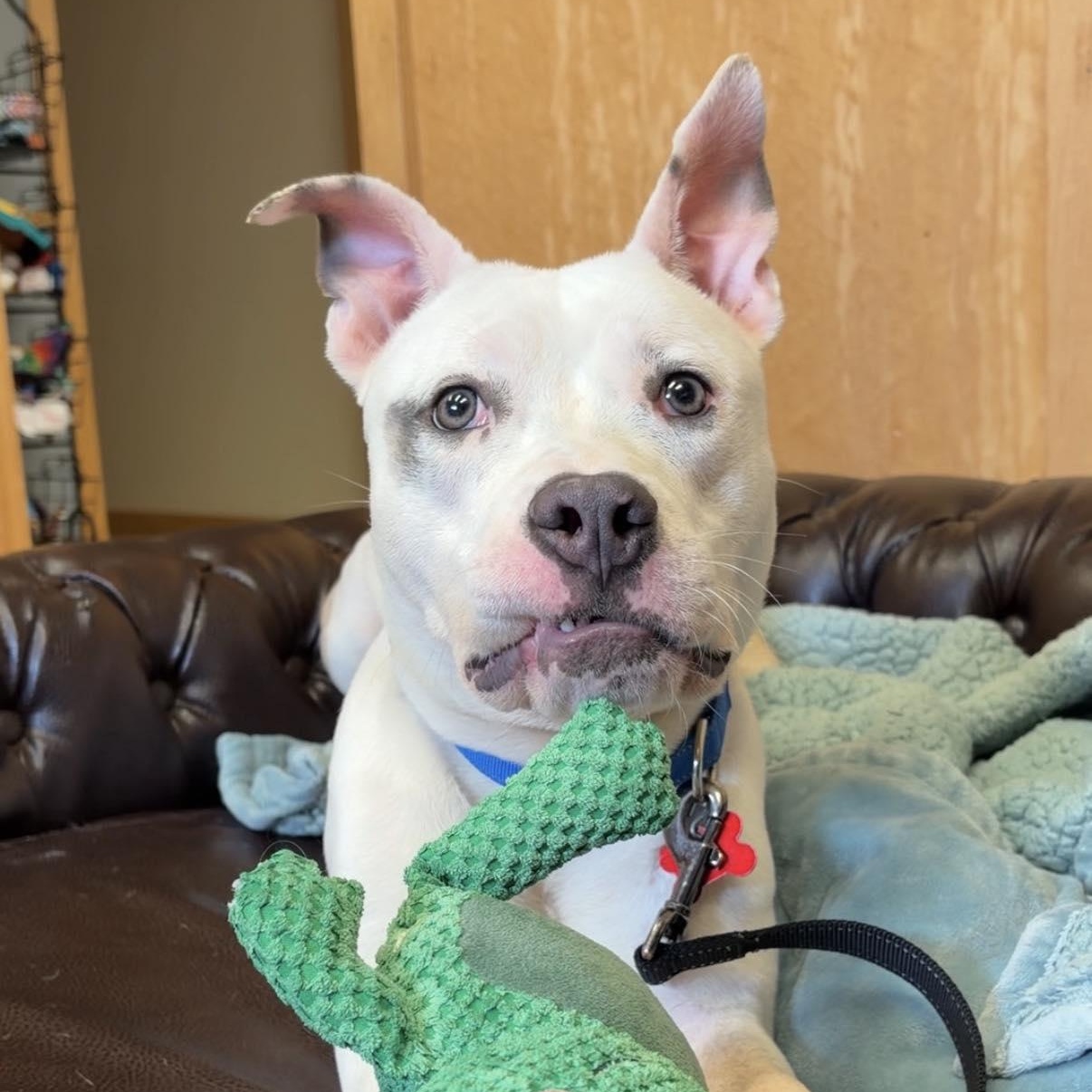 Grogu, a ADOPTABLE Staffordshire Bull Terrier in Valparaiso, IN image 2/2