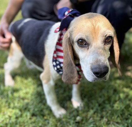 Rigby, Adoptable, Adult Male Beagle.