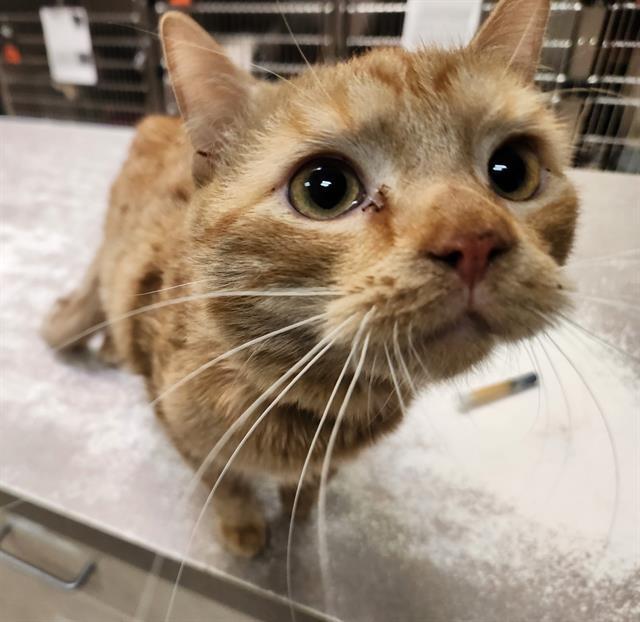 BUTTERS, Adoptable, Adult Male Domestic Short Hair.