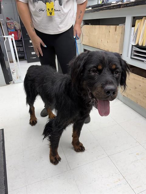 SCORPION, Adoptable, Young Male Rottweiler & Mixed Breed.