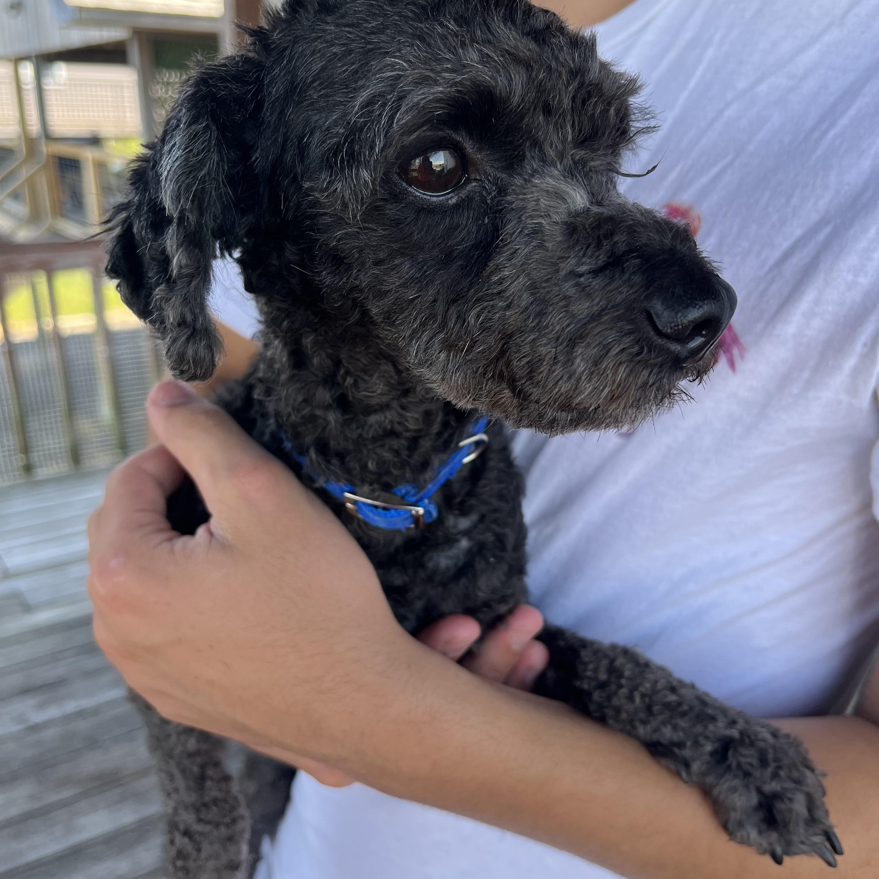 Enlarge Lonnie * ADOPTED!, a Adoptable Miniature Poodle in Barnegat, NJ image 2/6