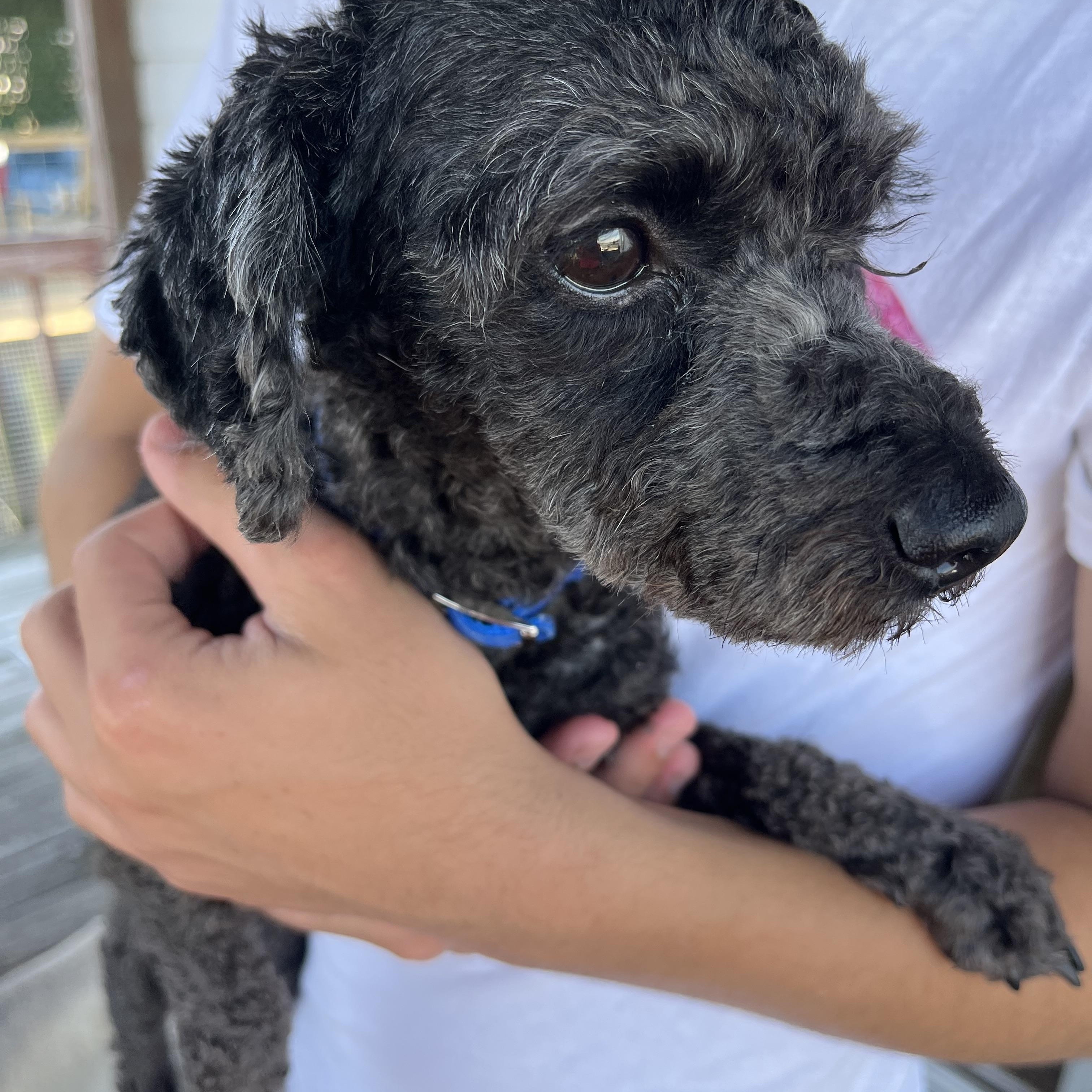Lonnie * ADOPTED!, Adoptable, Adult Male Miniature Poodle.
