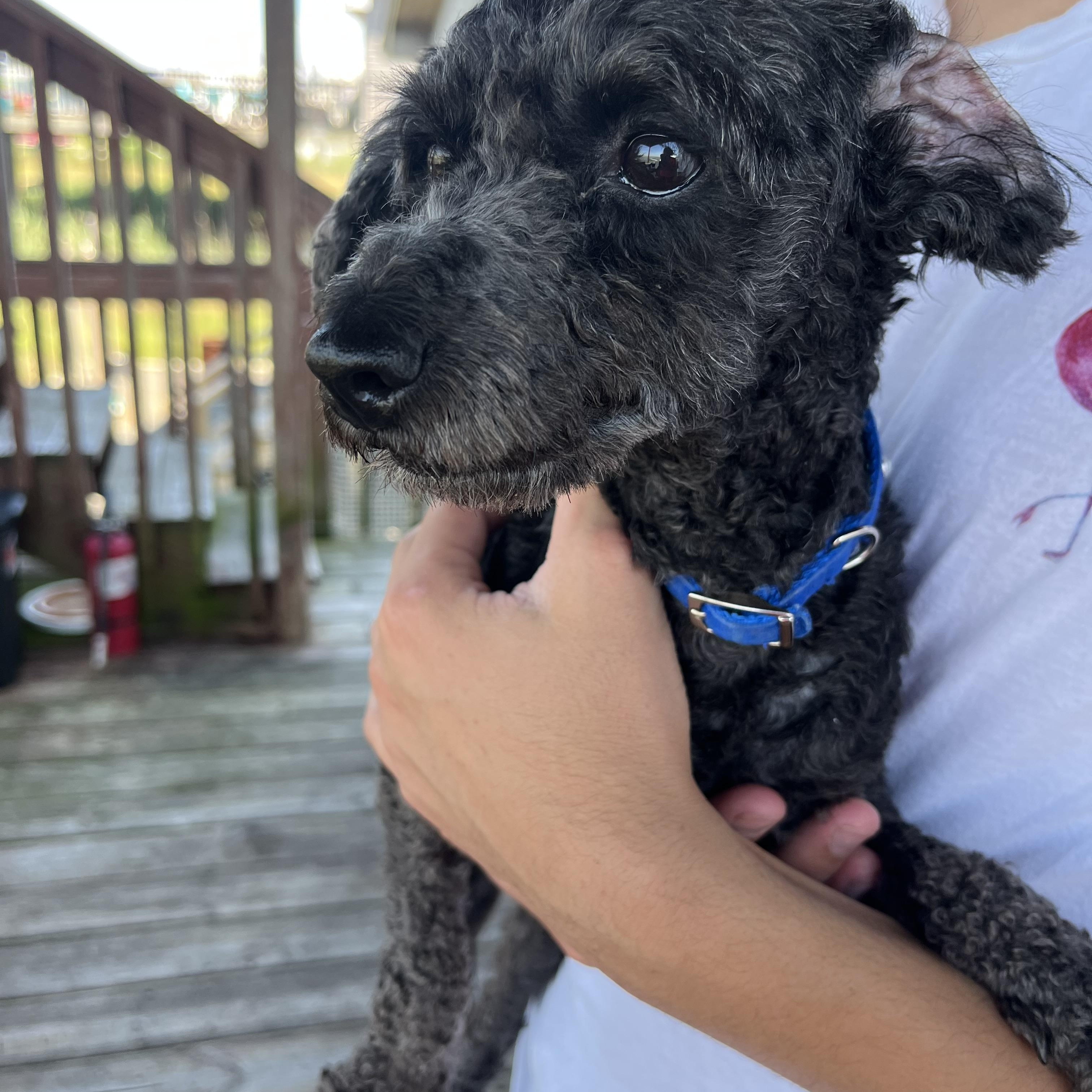 Enlarge Lonnie * ADOPTED!, a Adoptable Miniature Poodle in Barnegat, NJ image 3/6