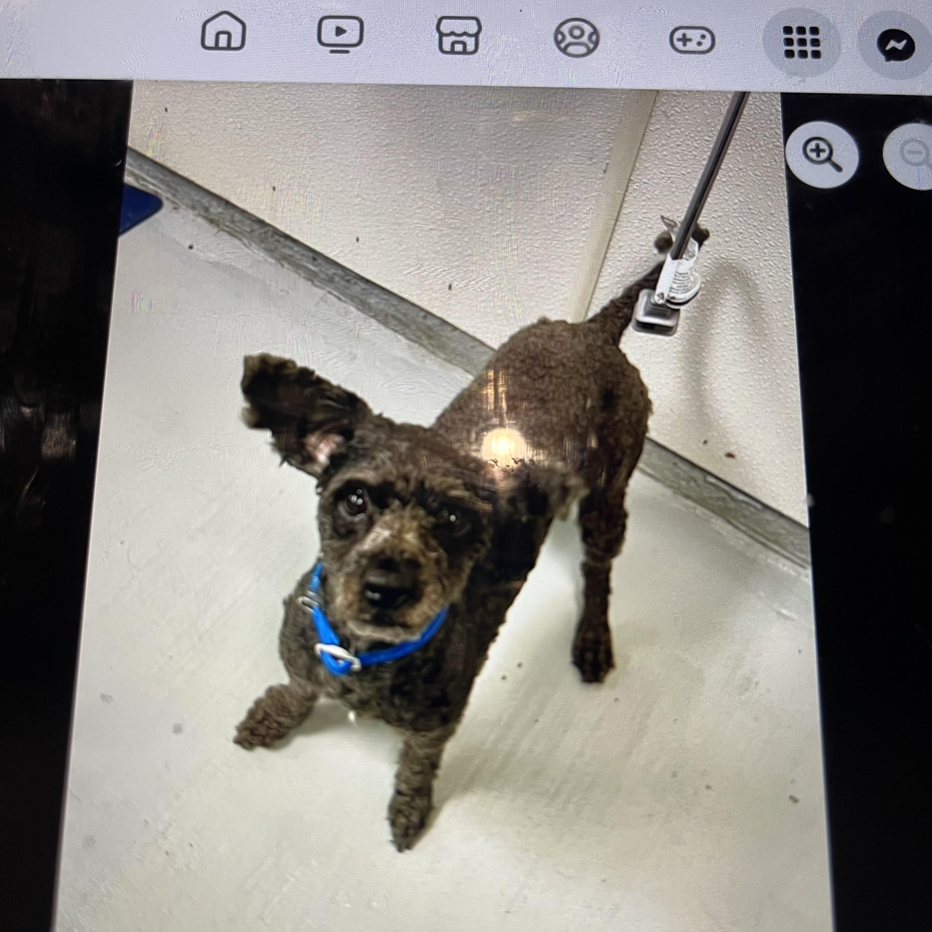 Enlarge Lonnie * ADOPTED!, a Adoptable Miniature Poodle in Barnegat, NJ image 4/6