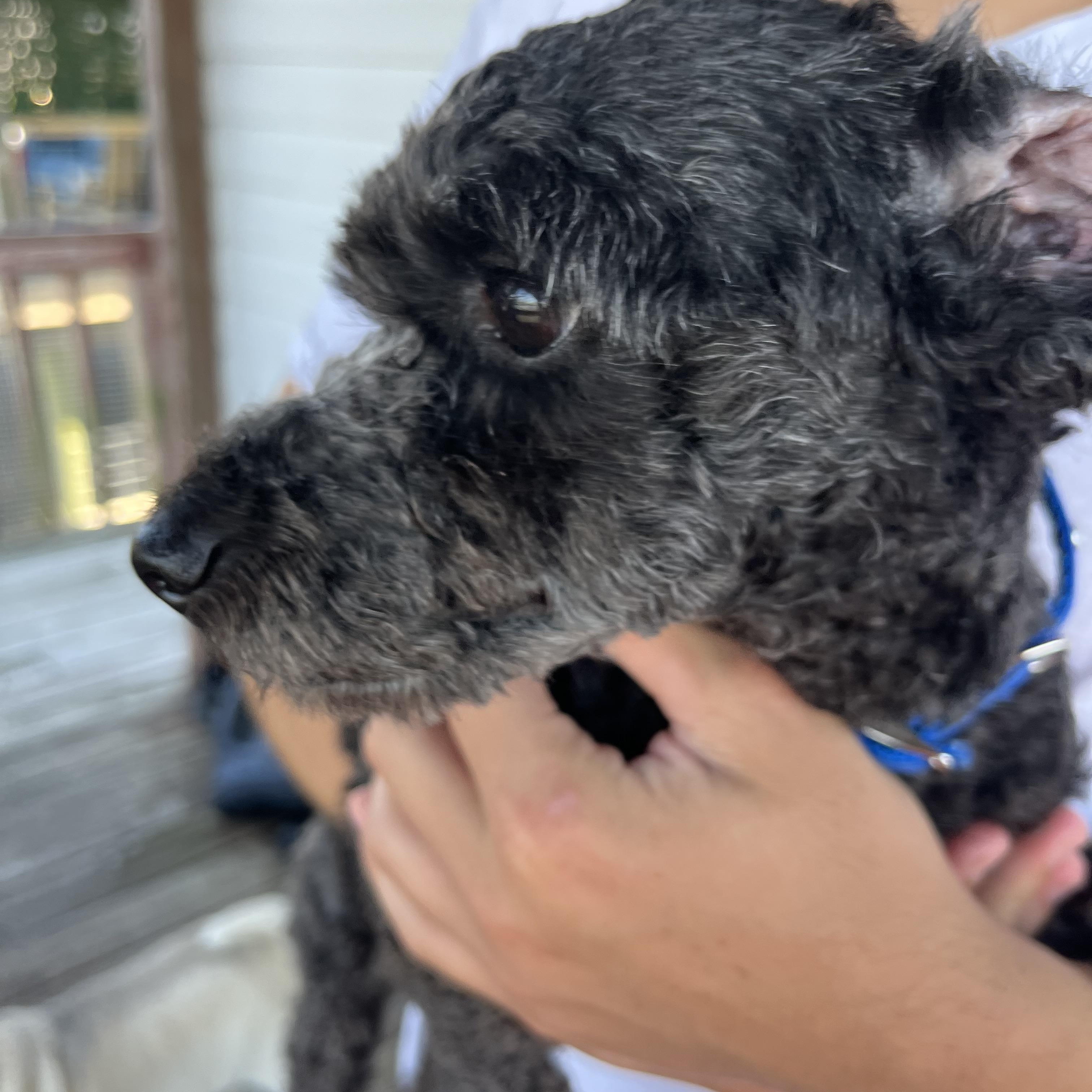 Enlarge Lonnie * ADOPTED!, a Adoptable Miniature Poodle in Barnegat, NJ image 5/6