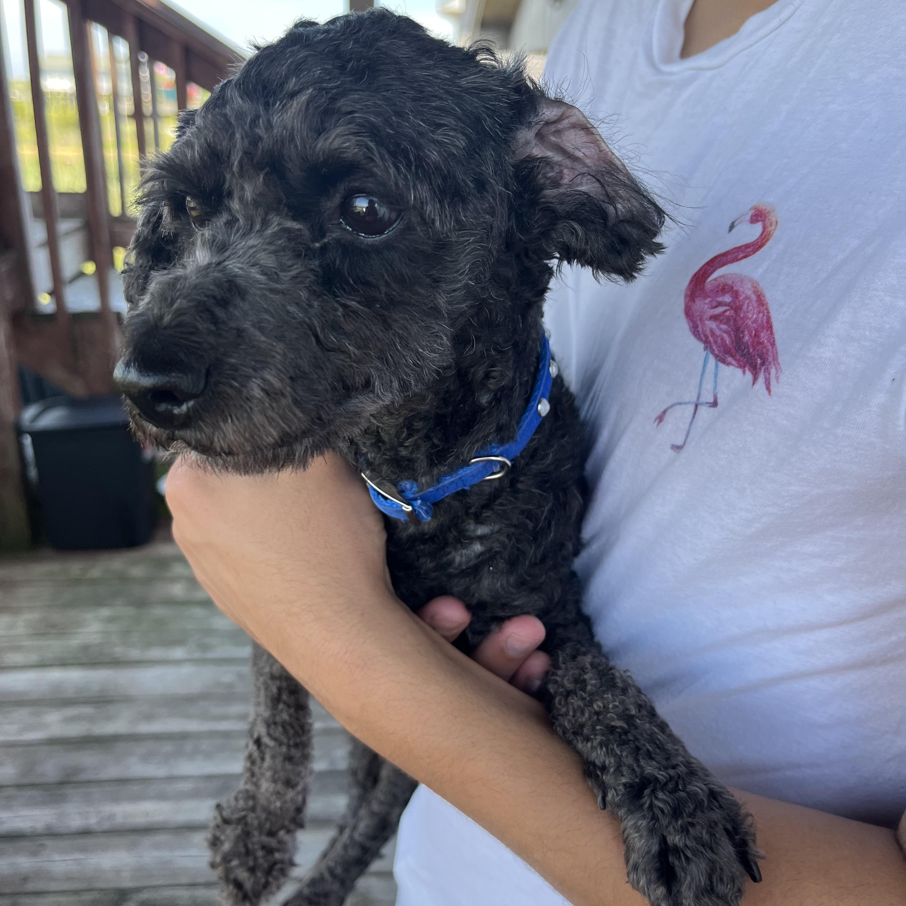 Enlarge Lonnie * ADOPTED!, a Adoptable Miniature Poodle in Barnegat, NJ image 6/6