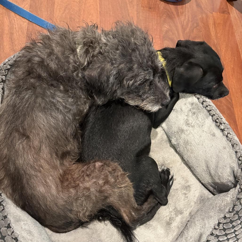 Star (bonded with Twinkle) - Costa Mesa Location, Adoptable, Young Female Dachshund & Mixed Breed.