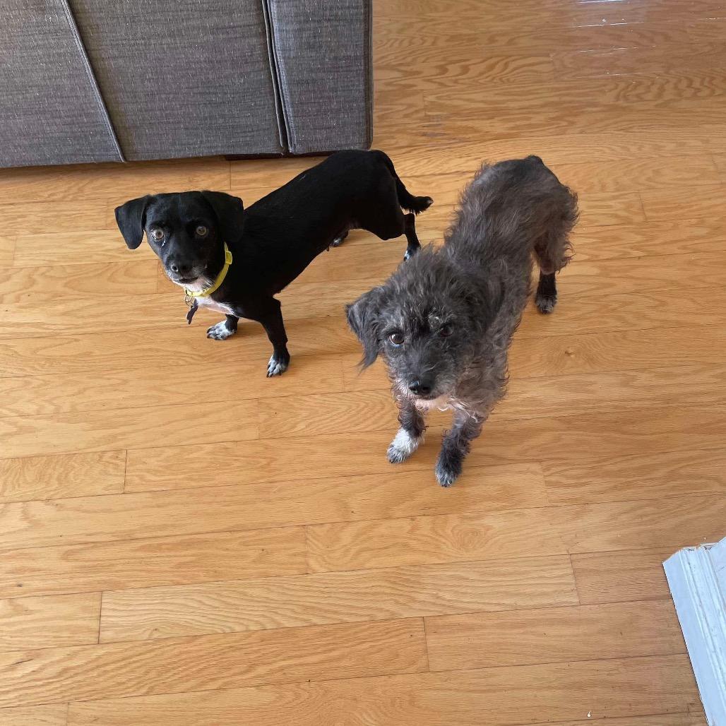 Enlarge Star (bonded with Twinkle) - Costa Mesa Location, a Adoptable mixed breed in Chino Hills, CA image 2/6