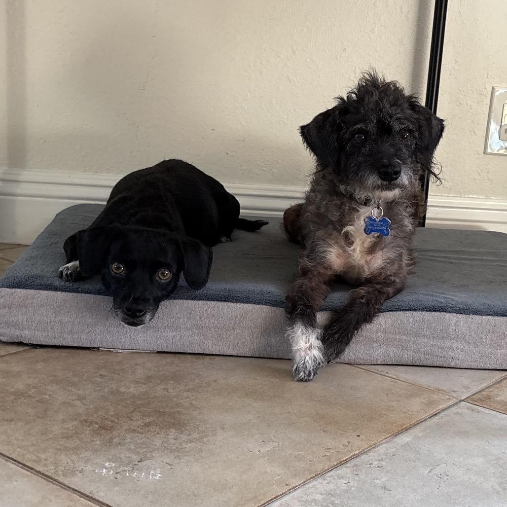 Enlarge Star (bonded with Twinkle) - Costa Mesa Location, a Adoptable mixed breed in Chino Hills, CA image 3/6