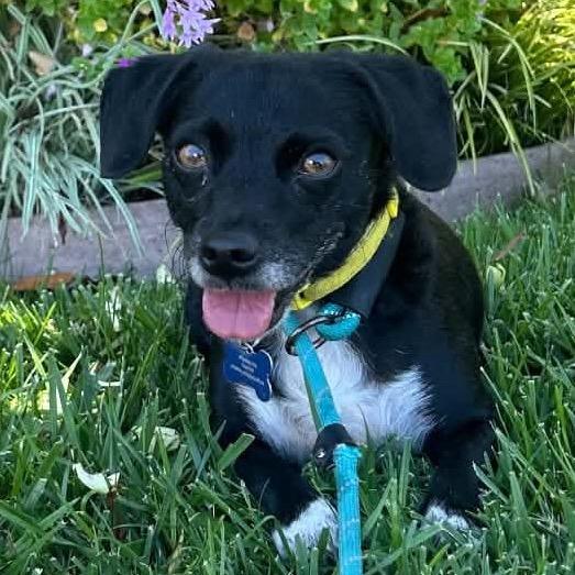 Enlarge Star (bonded with Twinkle) - Costa Mesa Location, a Adoptable mixed breed in Chino Hills, CA image 5/6