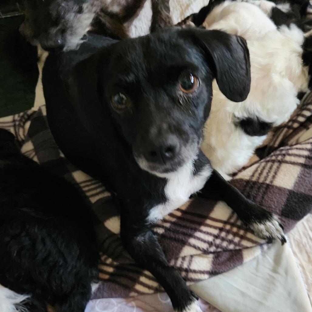 Enlarge Star (bonded with Twinkle) - Costa Mesa Location, a Adoptable mixed breed in Chino Hills, CA image 6/6