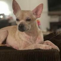 Rezey, Adoptable, Senior Male Chihuahua.