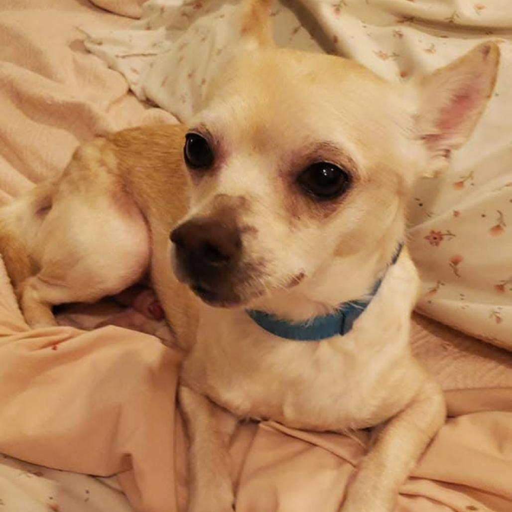 Enlarge Rezey, a Adoptable Chihuahua in Fond Du Lac, WI image 3/3