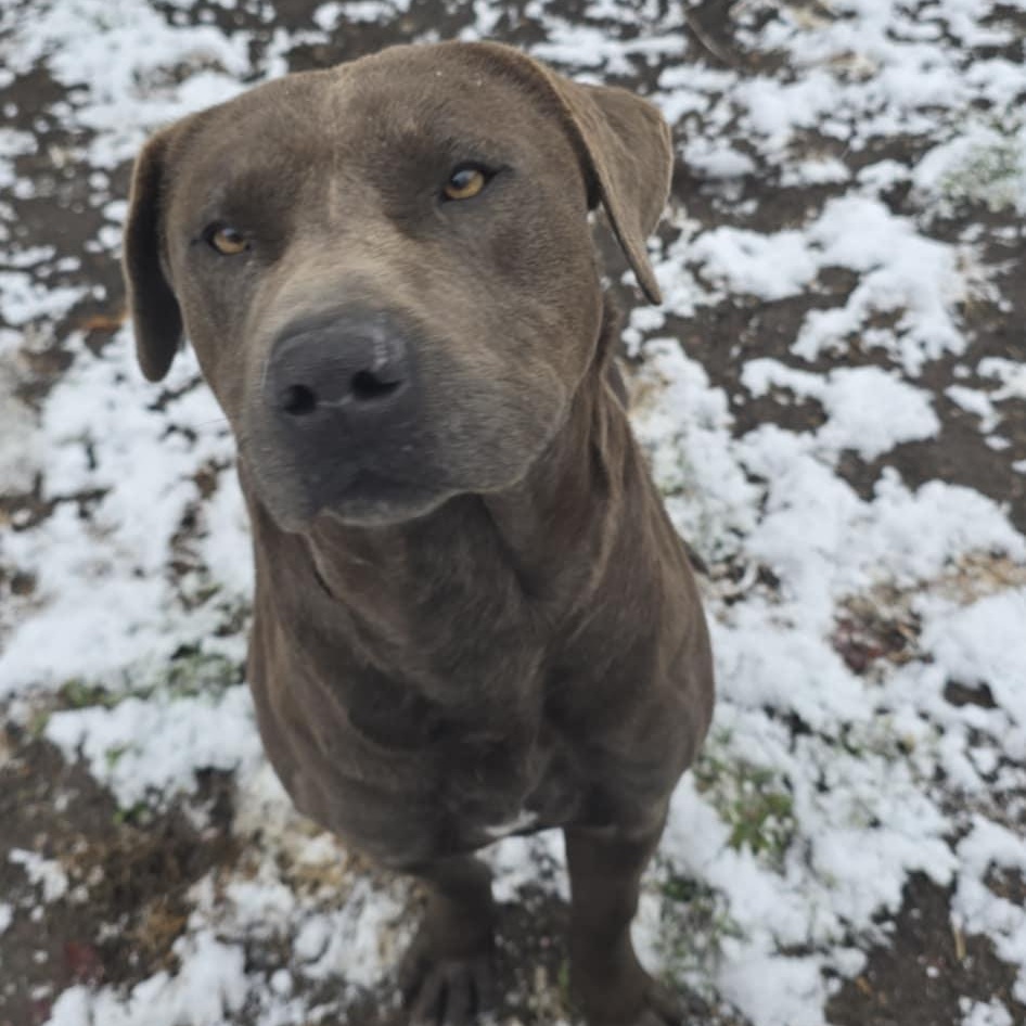 Jasper, an adoptable Pit Bull Terrier in Orange, VA image 3/4