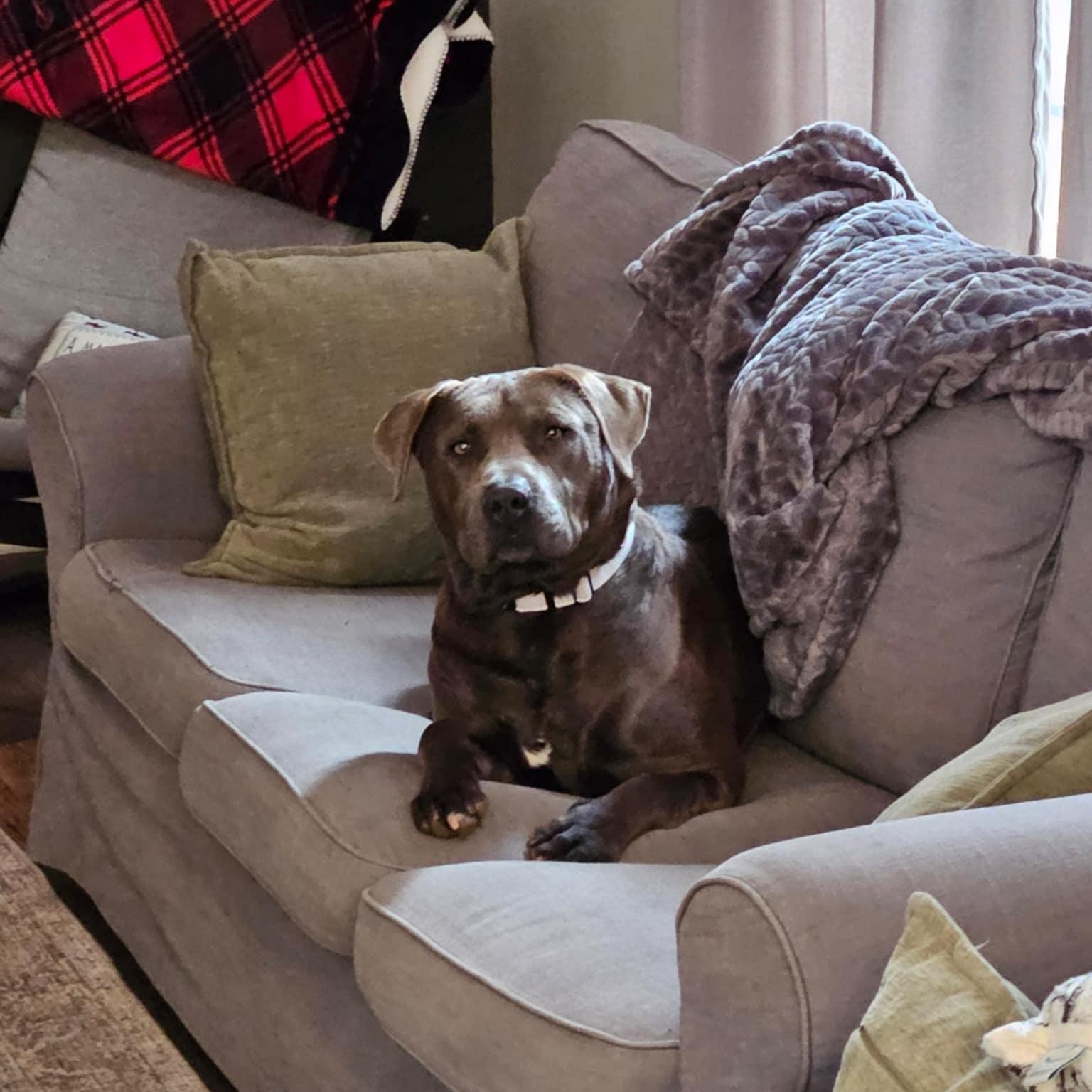 Jasper, an adoptable Pit Bull Terrier in Orange, VA image 2/4