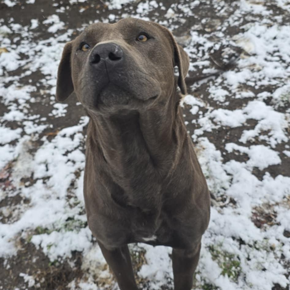 Jasper, an adoptable Pit Bull Terrier in Orange, VA image 4/4