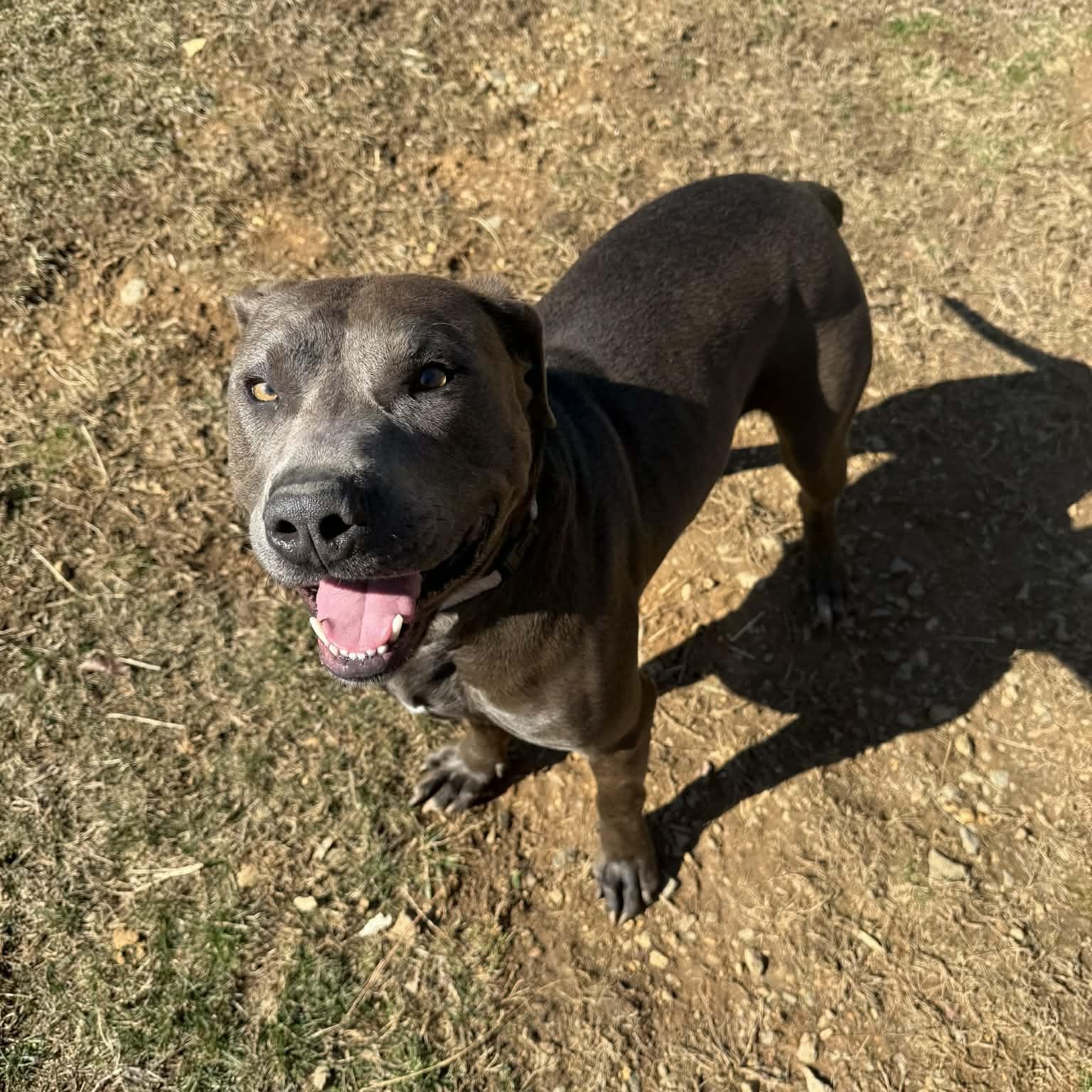 Enlarge Jasper, an adopted Pit Bull Terrier in Orange, VA image 1/5