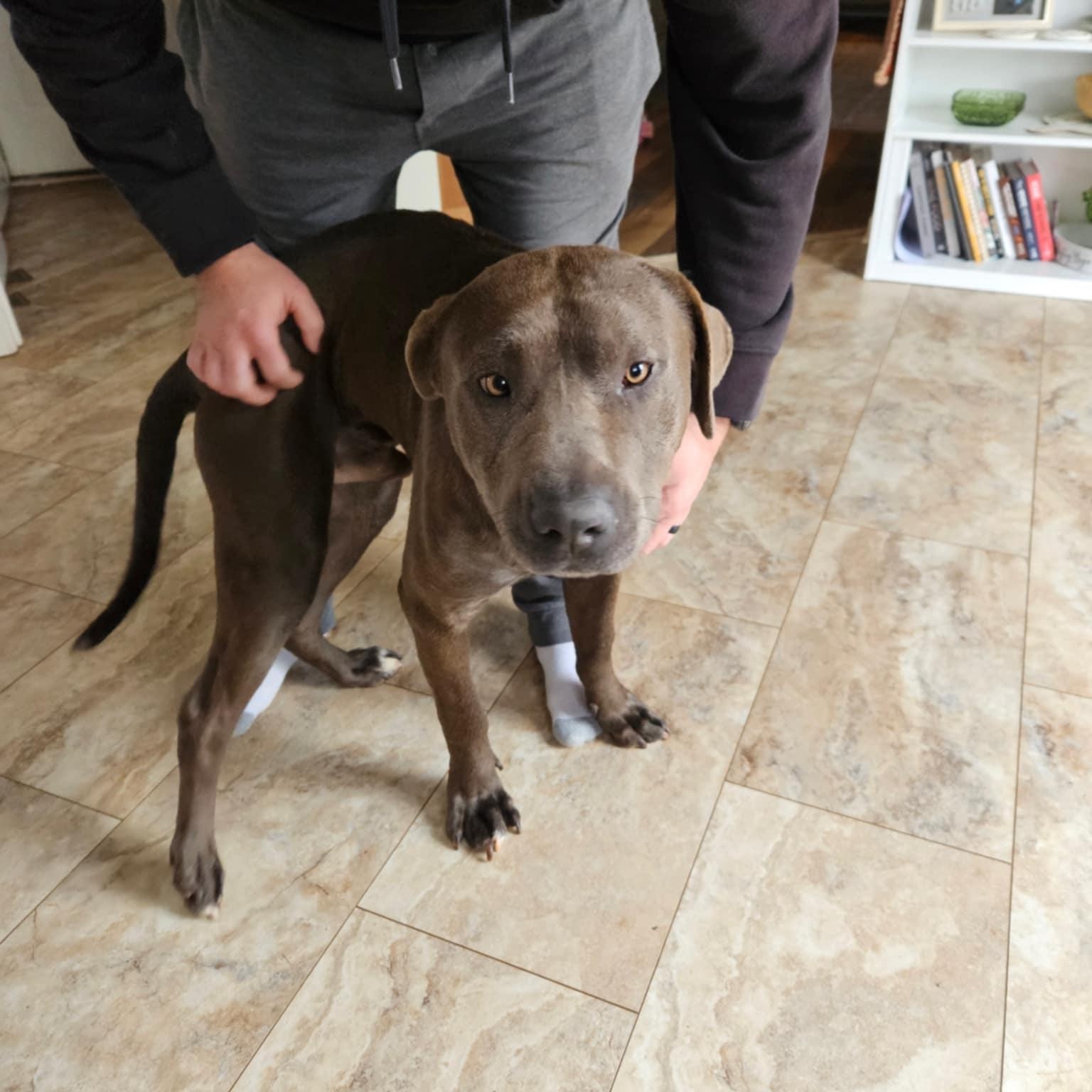 Jasper, an adoptable Pit Bull Terrier in Orange, VA image 1/4