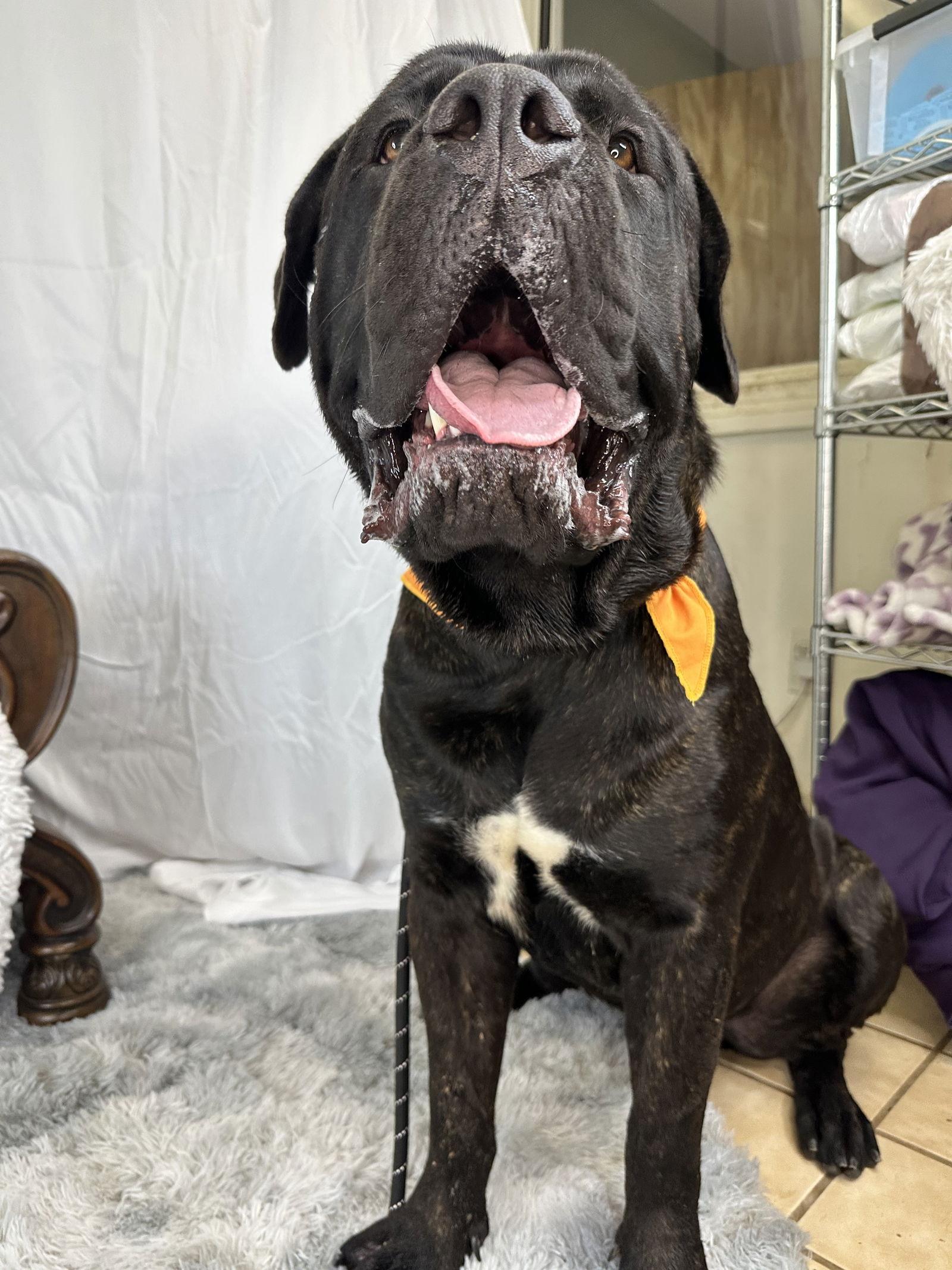 Enlarge Rambo, a Adoptable Mastiff image 1/3