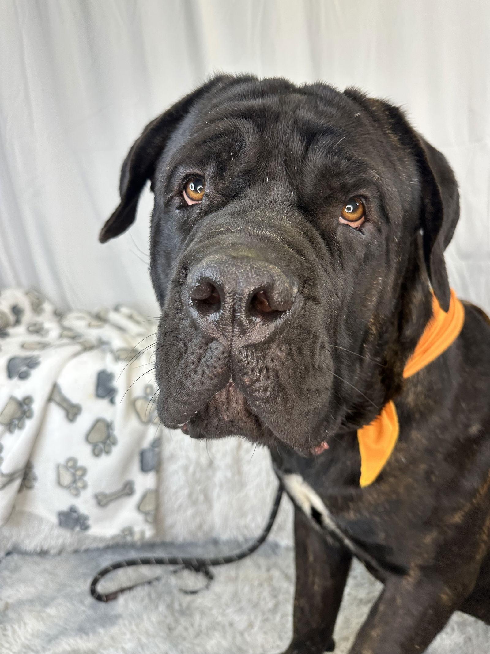Enlarge Rambo, a Adoptable Mastiff image 2/3
