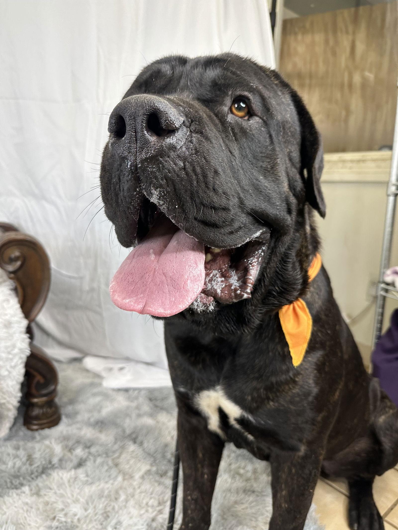 Enlarge Rambo, a Adoptable Mastiff image 3/3