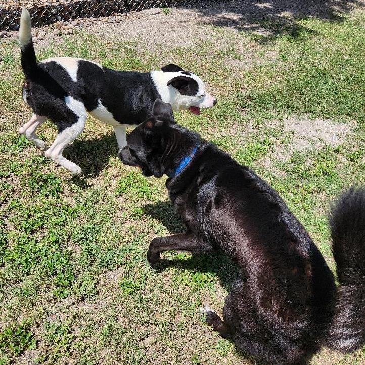 Augustus, Adoptable, Adult Male Terrier & Mixed Breed.