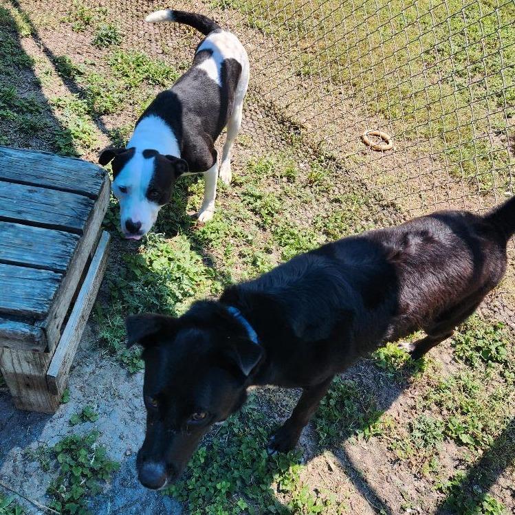 Enlarge Augustus, a Adoptable mixed breed in Corpus Christi, TX image 2/6