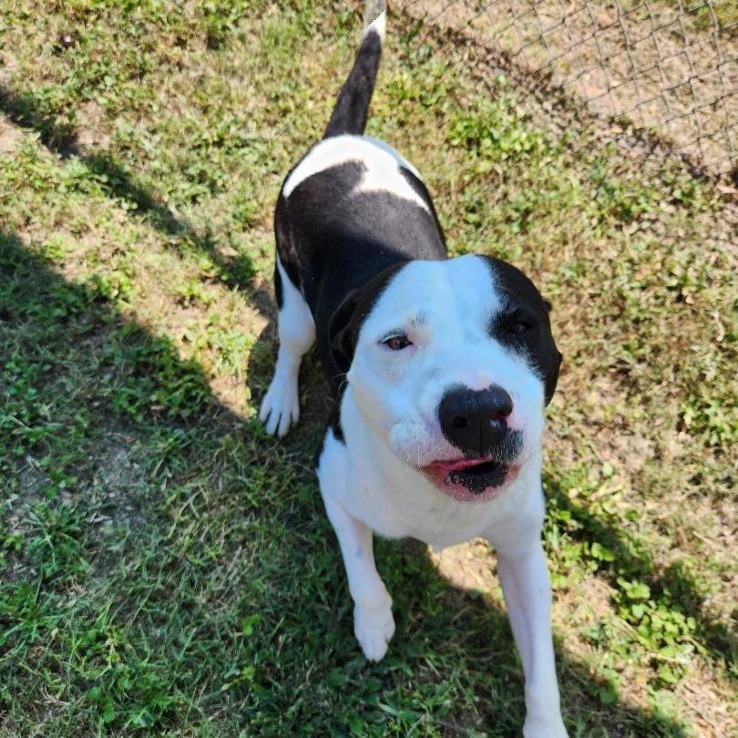 Enlarge Augustus, a Adoptable mixed breed in Corpus Christi, TX image 3/6
