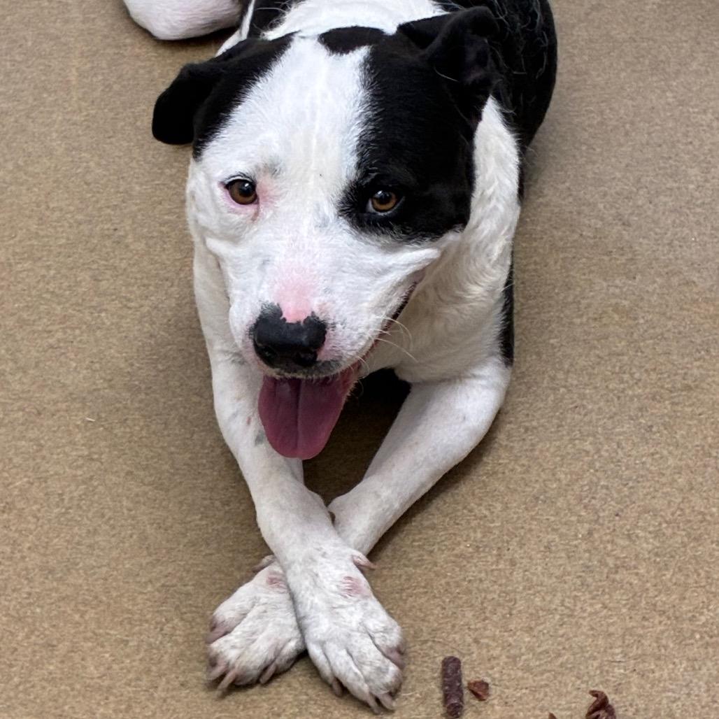 Enlarge Augustus, a Adoptable mixed breed in Corpus Christi, TX image 4/6
