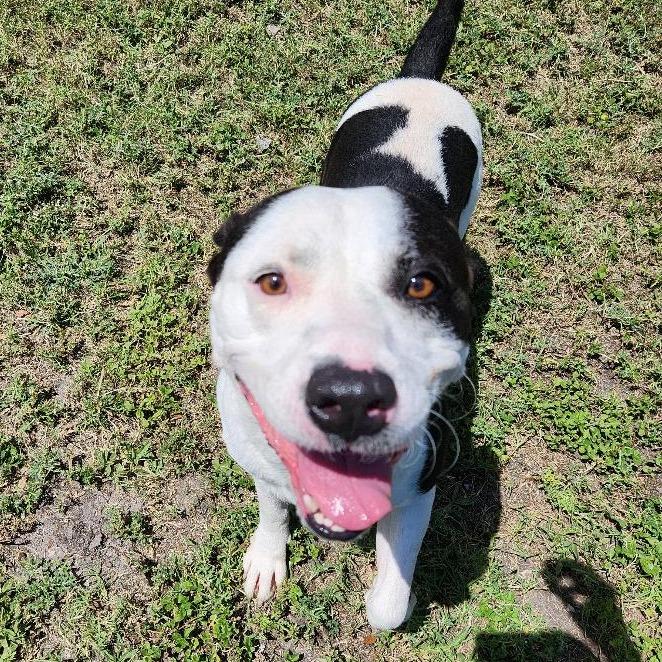Enlarge Augustus, a Adoptable mixed breed in Corpus Christi, TX image 5/6