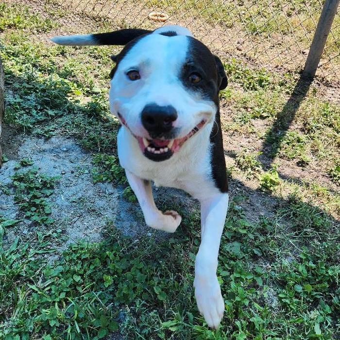 Enlarge Augustus, a Adoptable mixed breed in Corpus Christi, TX image 6/6