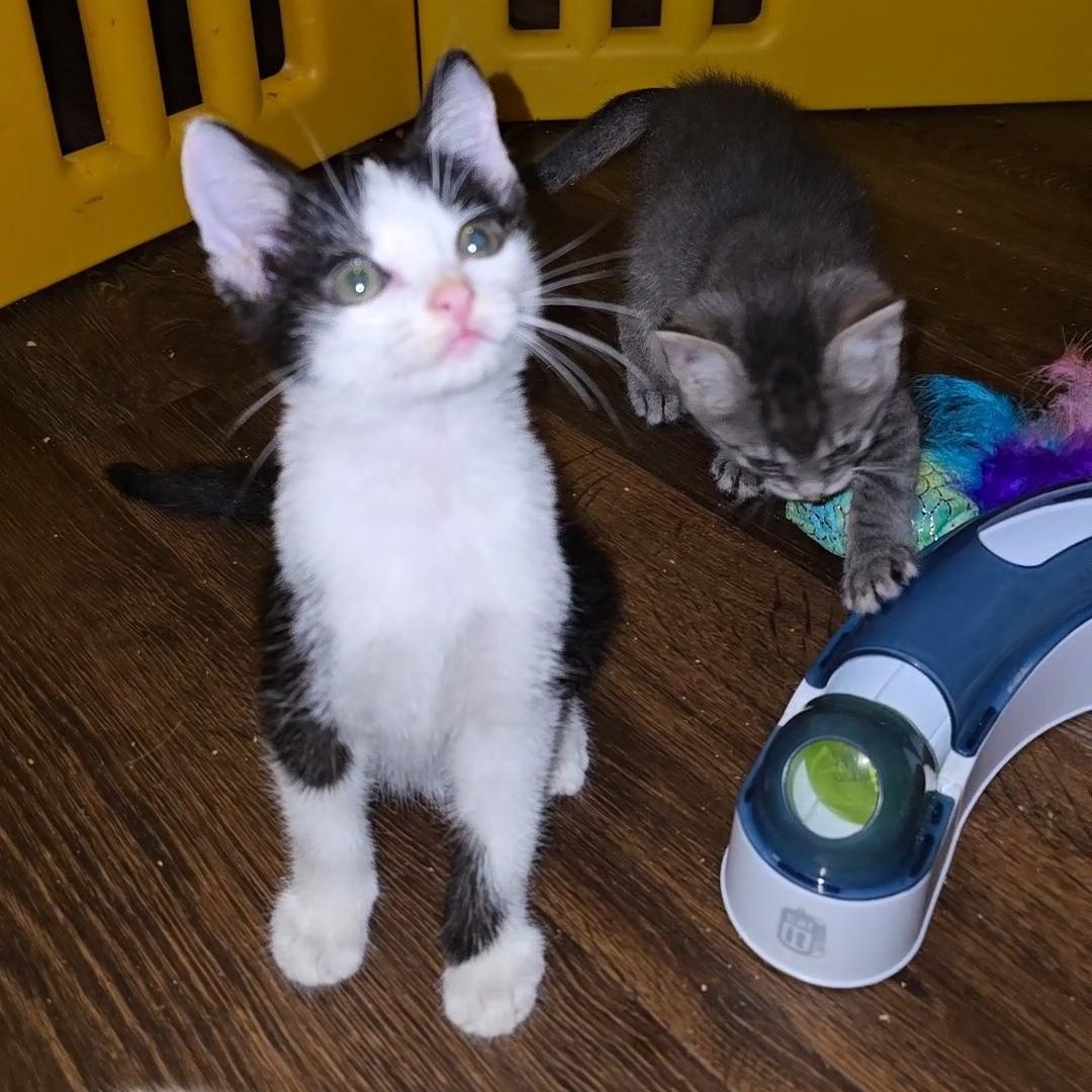 MOCHA, an adoptable American Shorthair in Fletcher, OK, 73541 | Photo Image 2