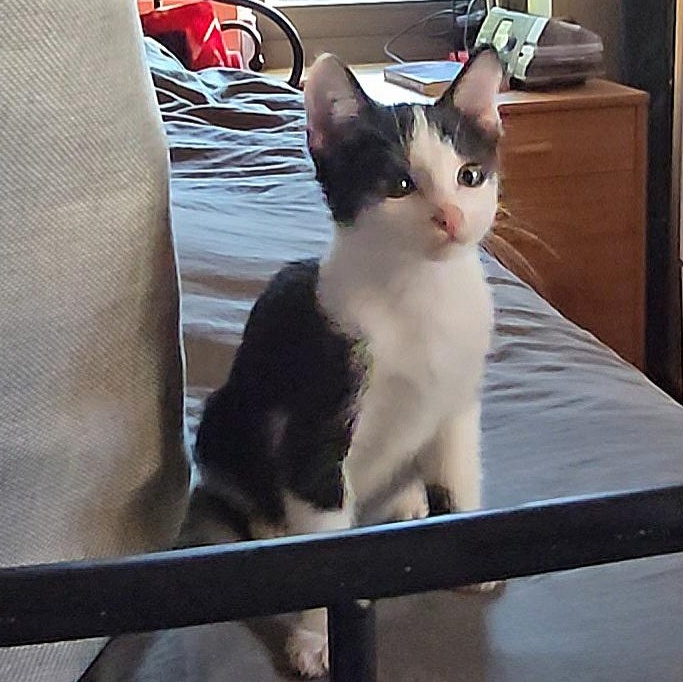 MOCHA, an adoptable American Shorthair in Fletcher, OK, 73541 | Photo Image 5