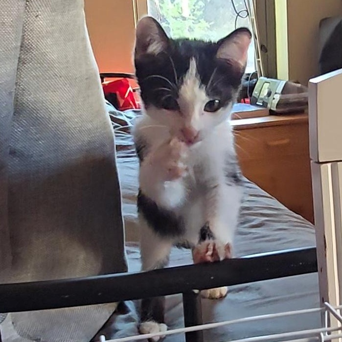 MOCHA, an adoptable American Shorthair in Fletcher, OK, 73541 | Photo Image 4