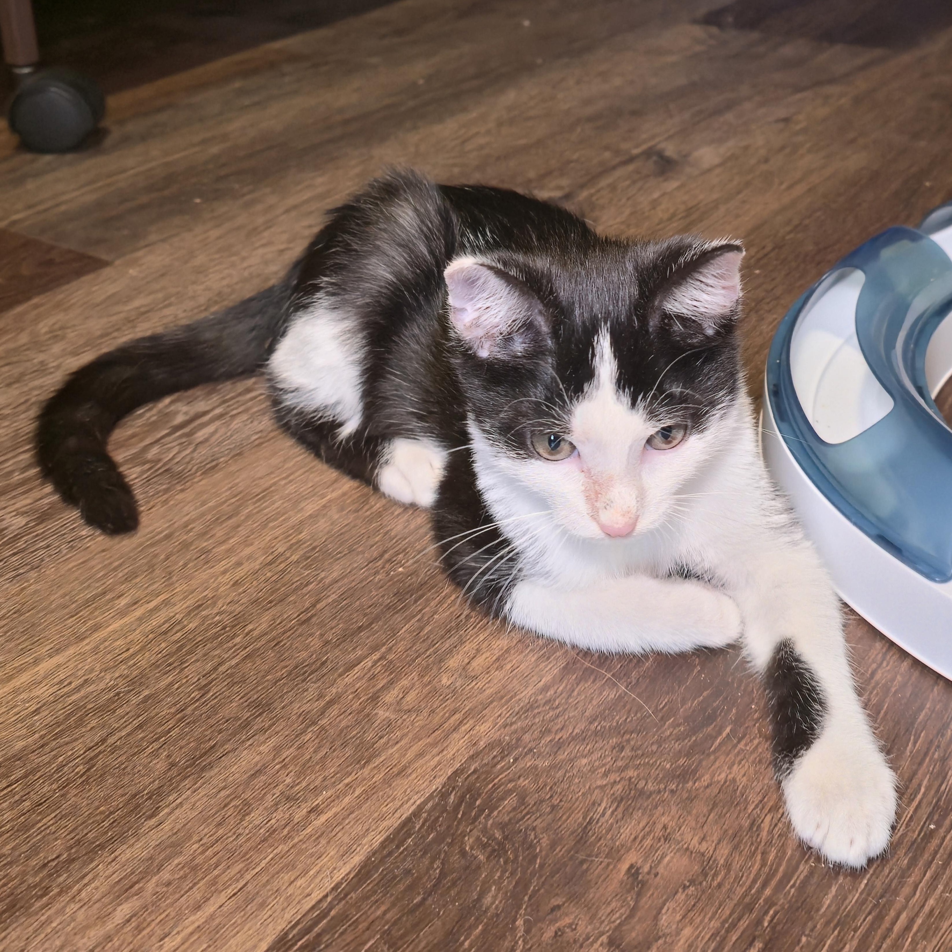 MOCHA, an adoptable American Shorthair in Fletcher, OK, 73541 | Photo Image 3