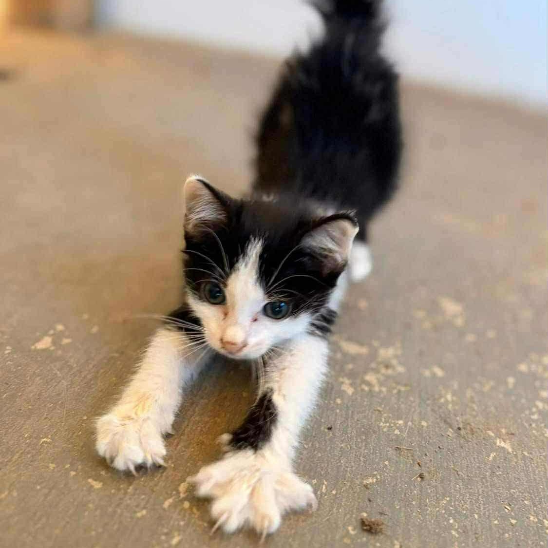 MOCHA, an adoptable American Shorthair in Fletcher, OK, 73541 | Photo Image 1