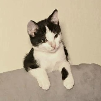 MOCHA, an adoptable American Shorthair in Fletcher, OK, 73541 | Photo Image 6