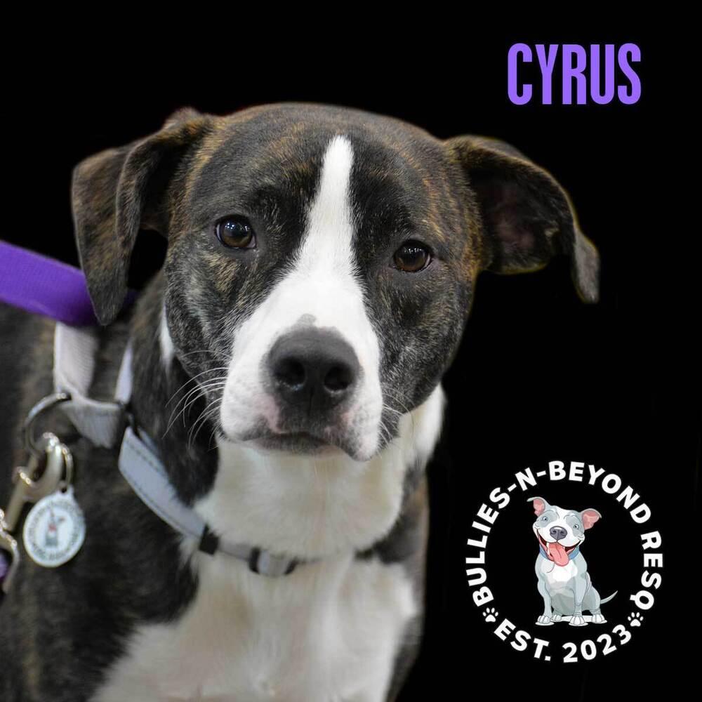 Cyrus, Adoptable, Adult Male American Staffordshire Terrier & Australian Shepherd.