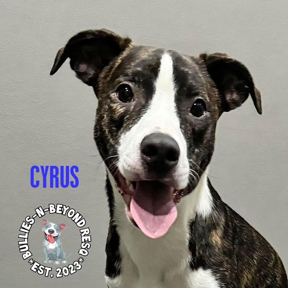 Cyrus, a Adoptable mixed breed in Omaha, NE image 2/6