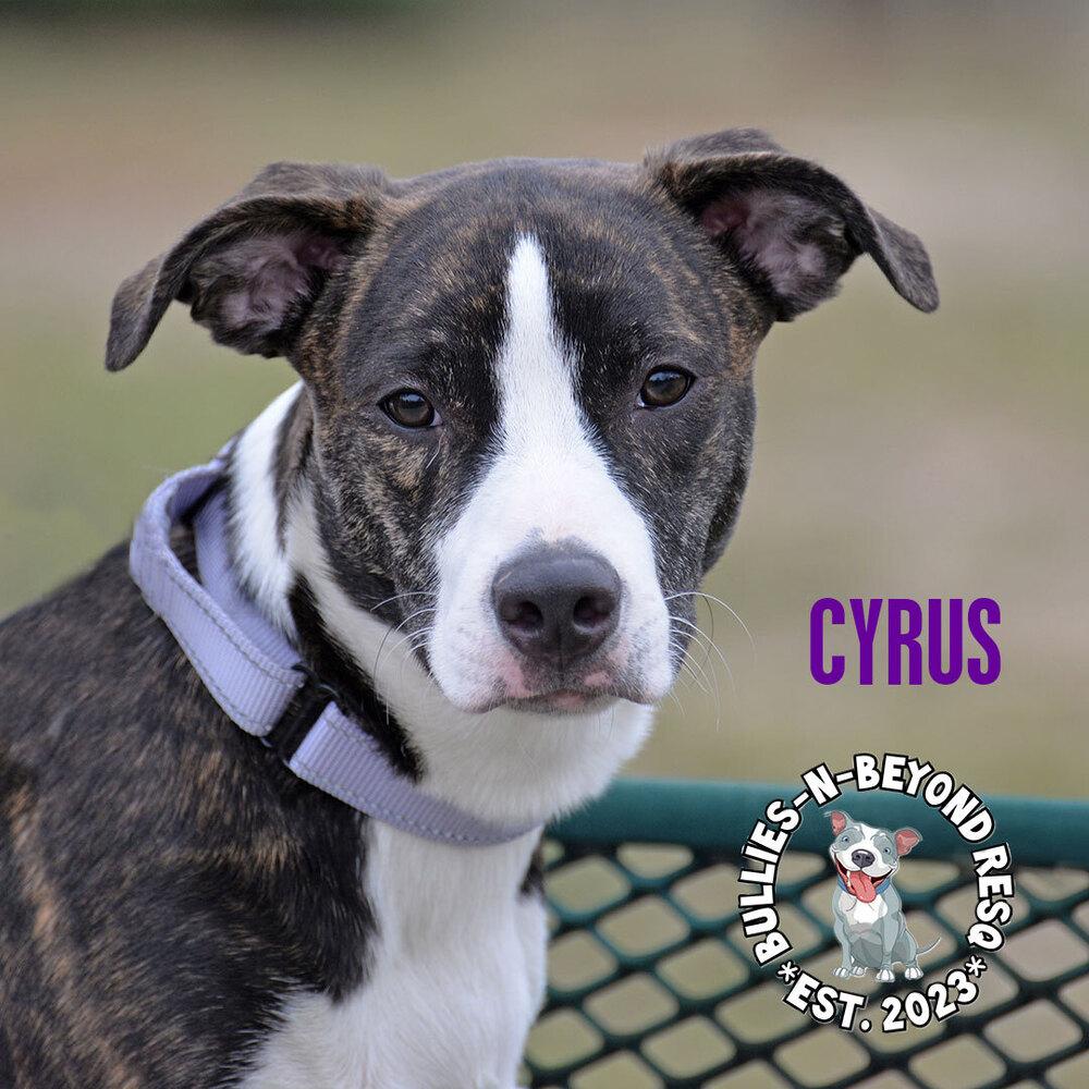 Cyrus, a Adoptable mixed breed in Omaha, NE image 3/6