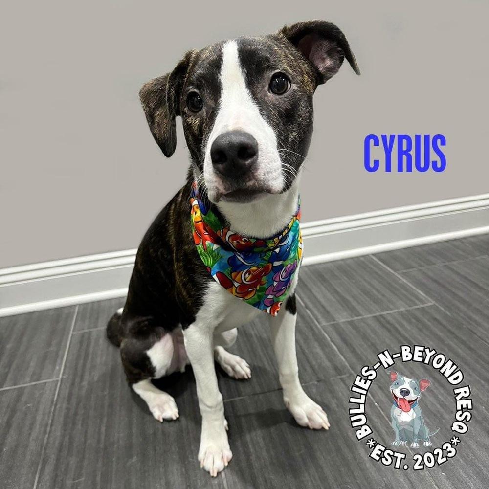 Cyrus, a Adoptable mixed breed in Omaha, NE image 4/6